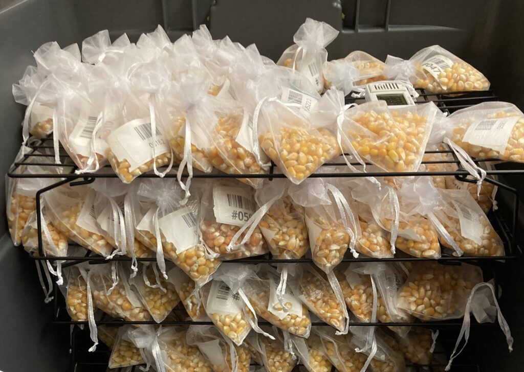 Popcorn kernel samples from the University of Illinois Illini SuperPop breeding program