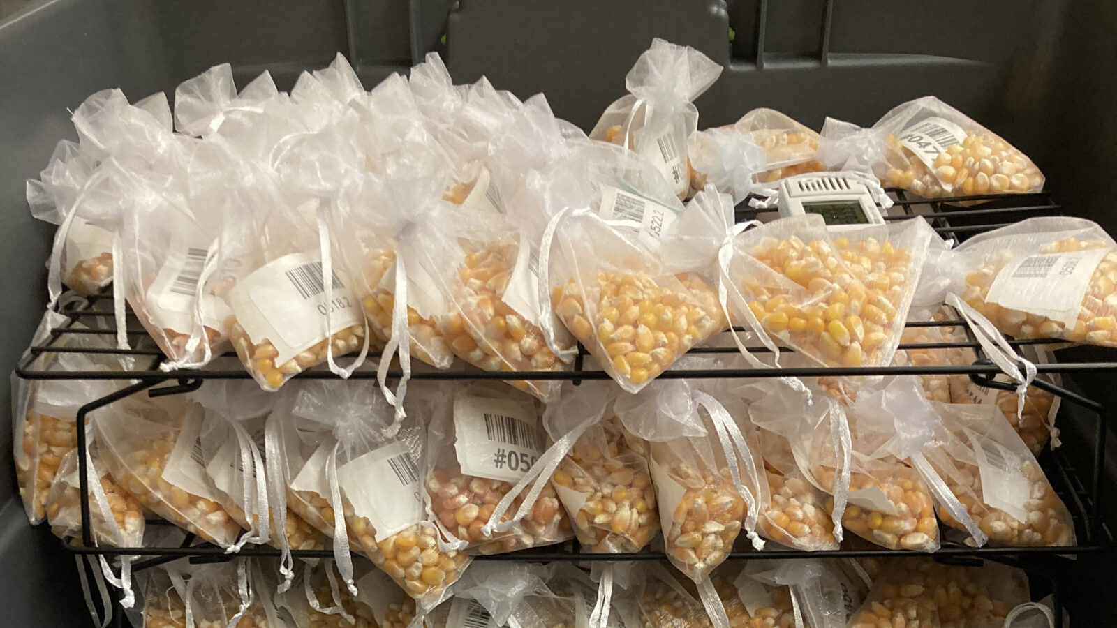 Popcorn kernel samples from the University of Illinois Illini SuperPop breeding program