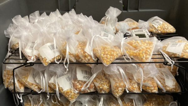 Popcorn kernel samples from the University of Illinois Illini SuperPop breeding program