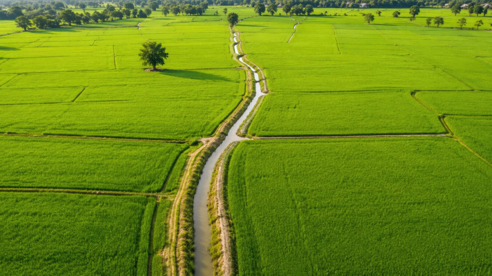 Aerial view of green rice agricultural fields divided by irrigation channels