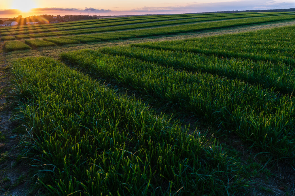 field of wheat in south sweden at sunset