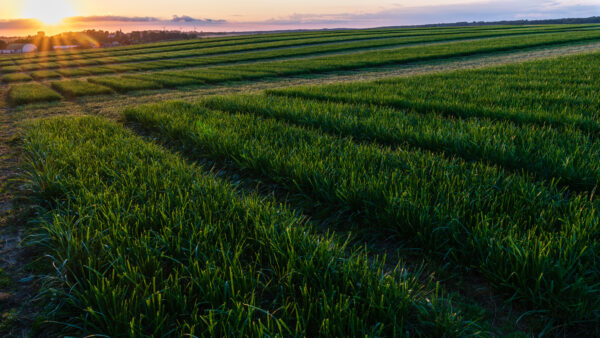 field of wheat in south sweden at sunset