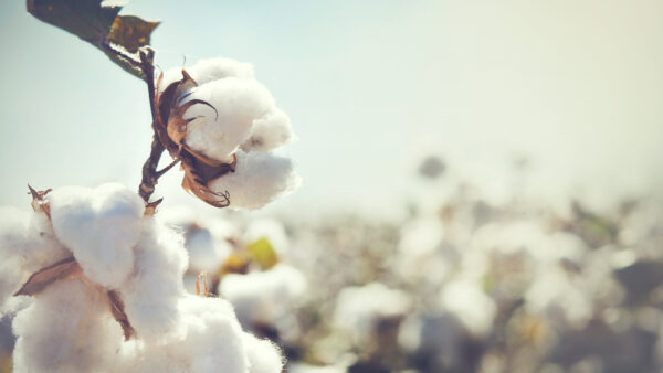 Cotton bolls in a field represent advances in cottonseed breeding for yield, resistance and new uses.
