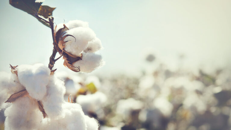 Cotton bolls in a field represent advances in cottonseed breeding for yield, resistance and new uses.