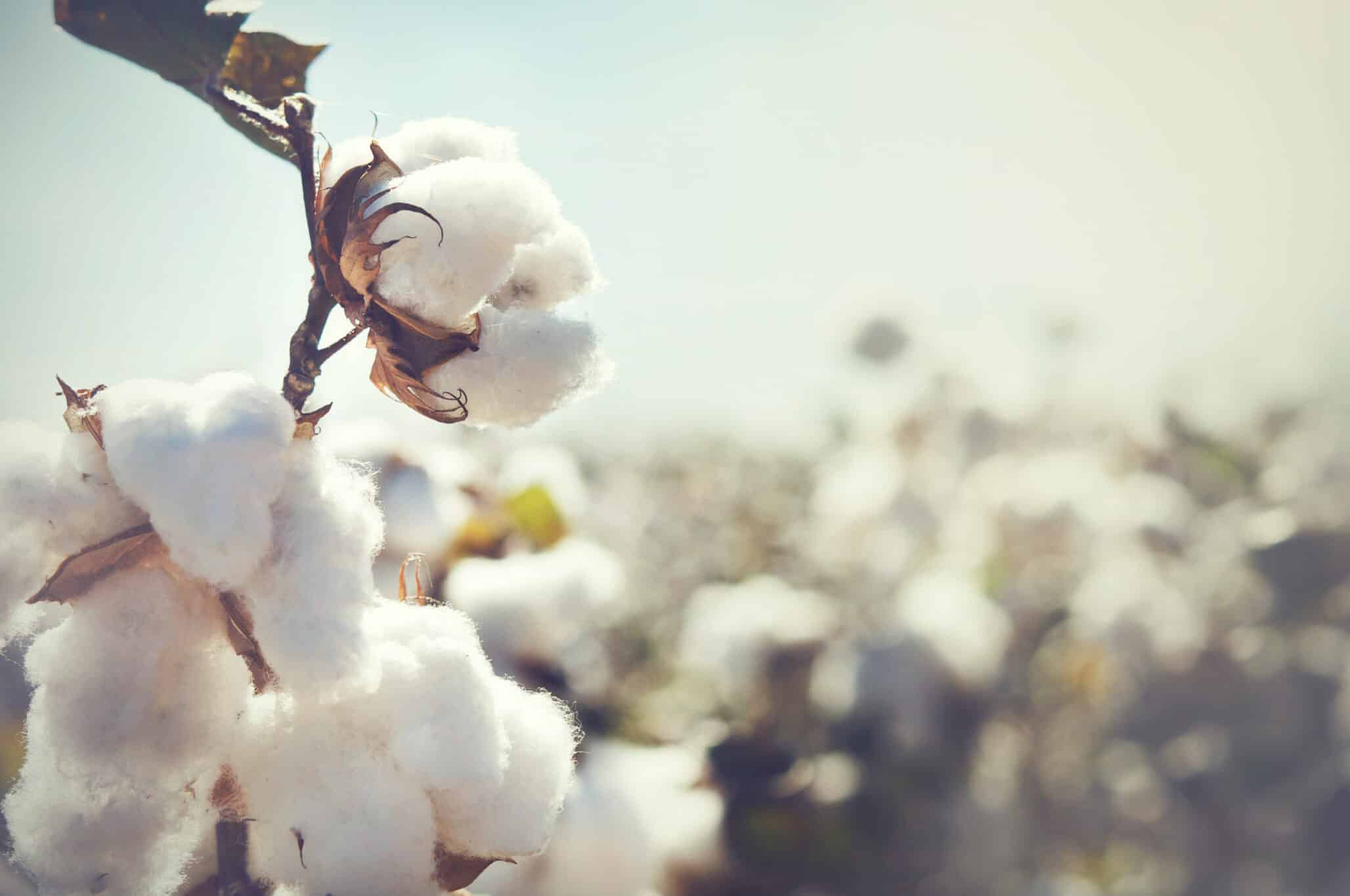 Cotton bolls in a field represent advances in cottonseed breeding for yield, resistance and new uses.
