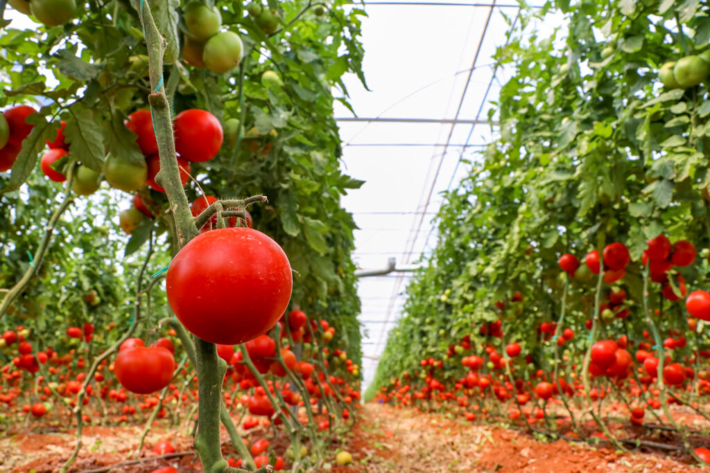 Tomatoes field, greenhouse agriculture