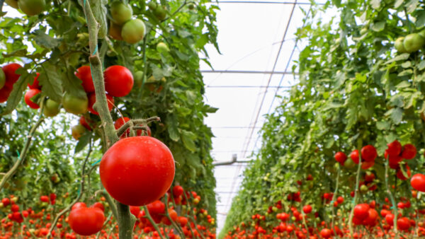 Tomatoes field, greenhouse agriculture