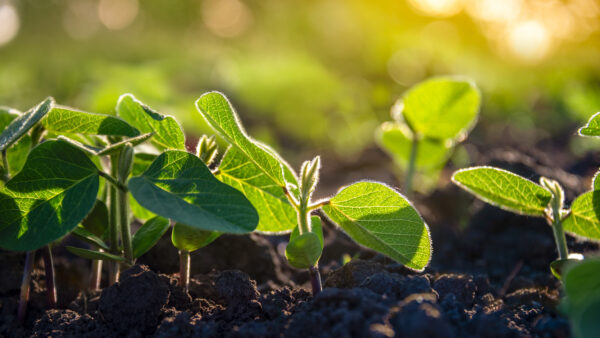 Rows of soybean plants growing on an agricultural plantation in the morning light. Field of young soybean shoots. Selective focus.