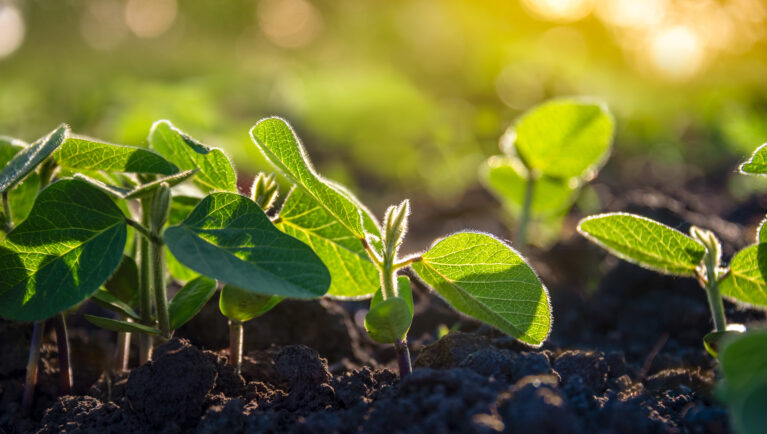 Rows of soybean plants growing on an agricultural plantation in the morning light. Field of young soybean shoots. Selective focus.