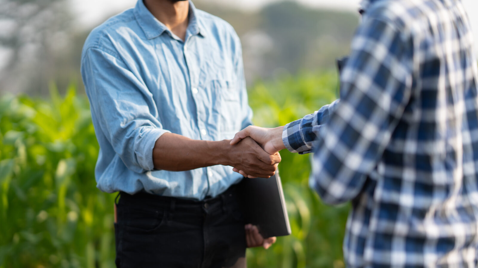 Handshake two farmer with crops field background. The concept of the agricultural business. farmer holding hands after had an agreement in the process.