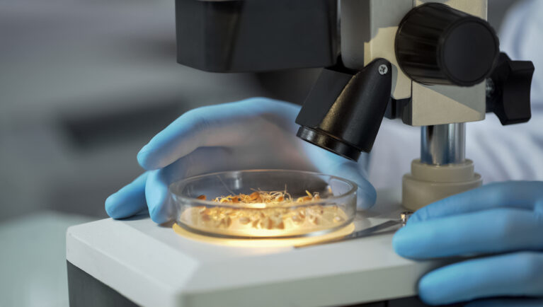 Laboratory scientist checking under microscope quality of newly bred wheat