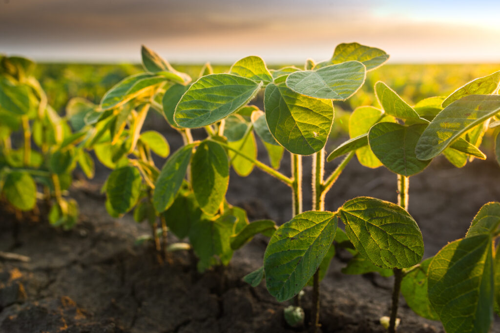 Agricultural soy plantation on sunny day - Green growing soybeans plant