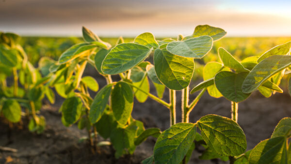 Agricultural soy plantation on sunny day - Green growing soybeans plant