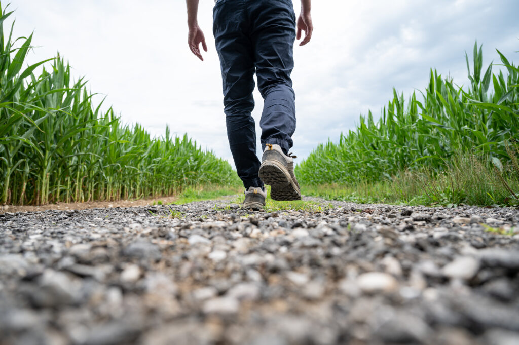 Man walking on a country road running between green corn fields