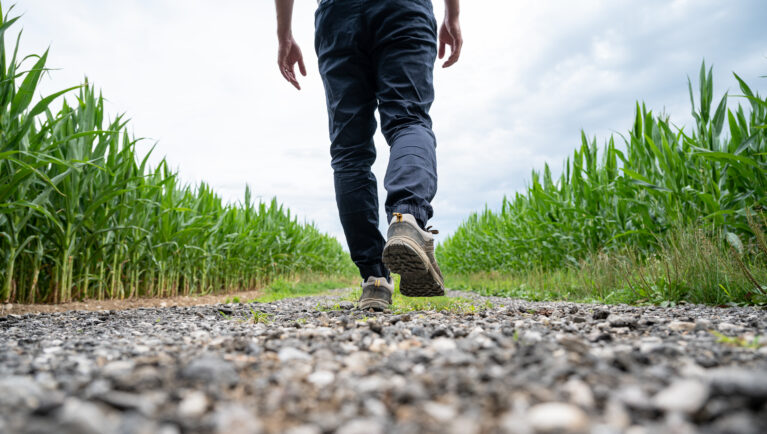 Man walking on a country road running between green corn fields
