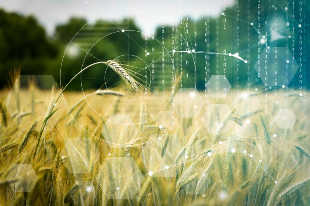 Agricultural technologies on the farm. Wheat field with holographic data and technology. Agricultural development, cultivation modernization concept.