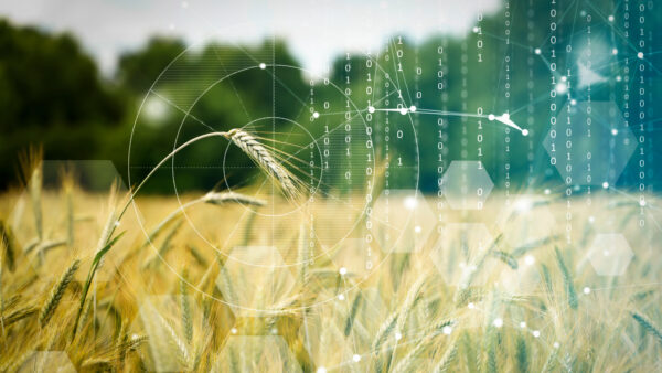Agricultural technologies on the farm. Wheat field with holographic data and technology. Agricultural development, cultivation modernization concept.