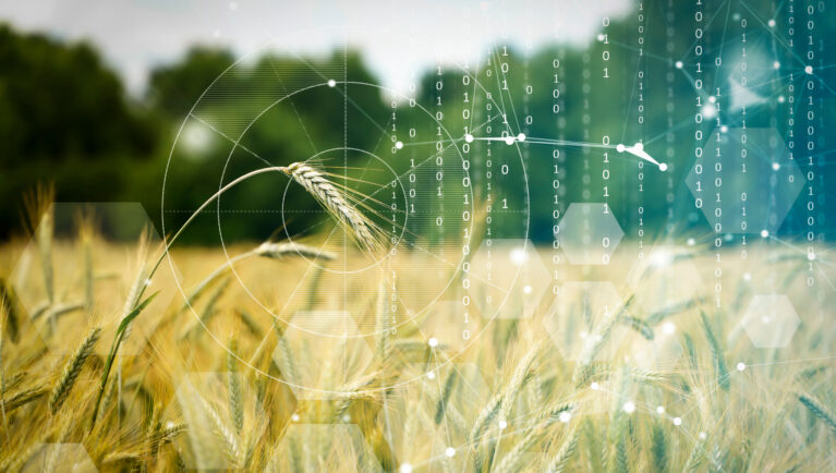 Agricultural technologies on the farm. Wheat field with holographic data and technology. Agricultural development, cultivation modernization concept.