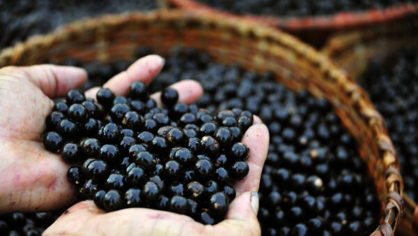 Açaí