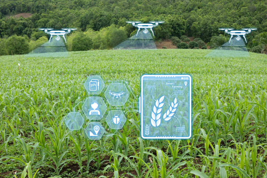 Smart farming with agricultural drones, IoT sensors, and digital crop monitoring in a corn field using precision agriculture technology for sustainable farming and modern farm management