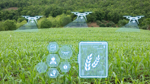 Smart farming with agricultural drones, IoT sensors, and digital crop monitoring in a corn field using precision agriculture technology for sustainable farming and modern farm management
