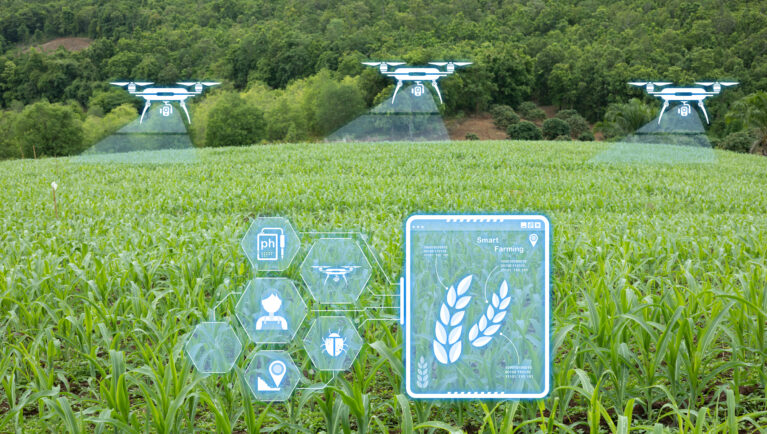 Smart farming with agricultural drones, IoT sensors, and digital crop monitoring in a corn field using precision agriculture technology for sustainable farming and modern farm management