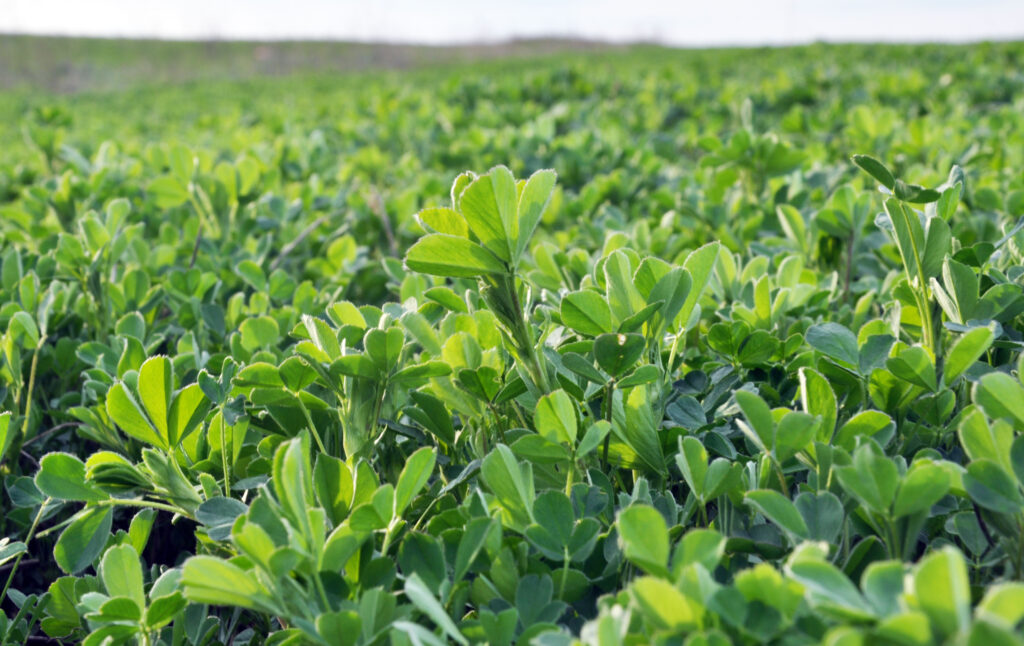 In the spring field young alfalfa grows