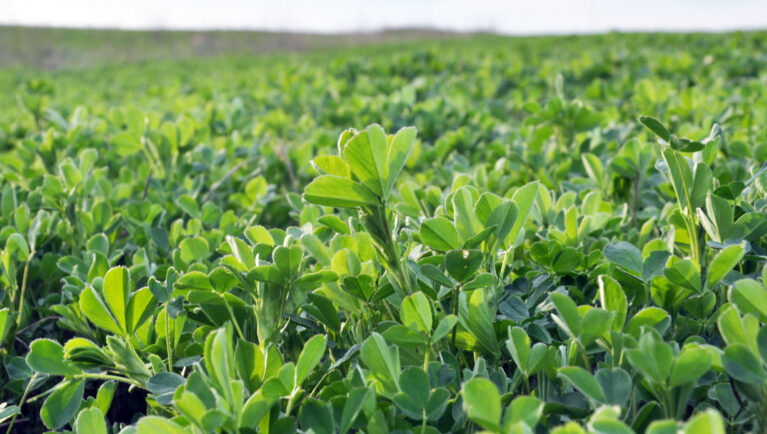 In the spring field young alfalfa grows