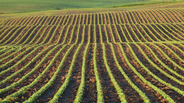 Rows of young soybean plants in morning light