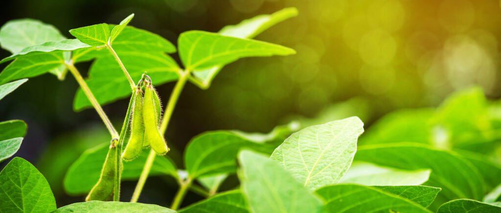 The stalks of a young soybean plant during a period of active growth with immature green pods rise above the farm's field of soybeans