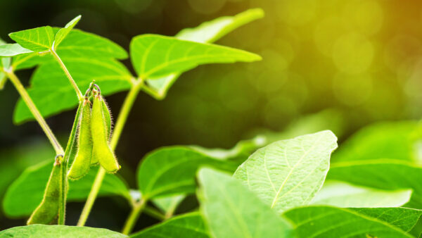 The stalks of a young soybean plant during a period of active growth with immature green pods rise above the farm's field of soybeans