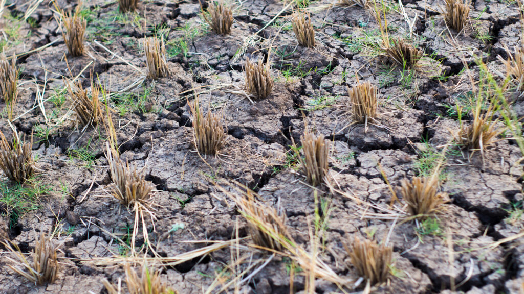 Dry cracked earth in paddy field after harvest season due to climate change and drought