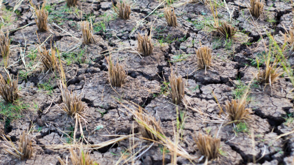 Dry cracked earth in paddy field after harvest season due to climate change and drought