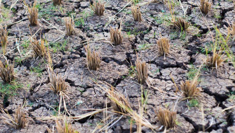Dry cracked earth in paddy field after harvest season due to climate change and drought