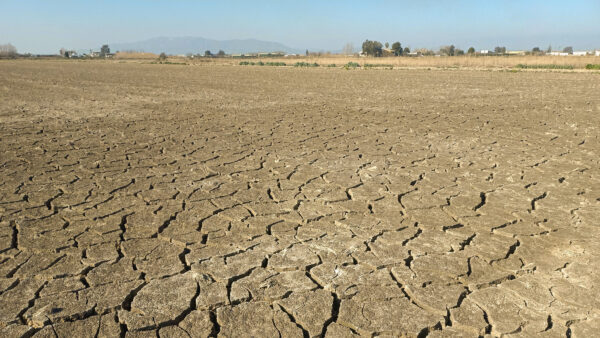 Drought damaged agricultural field with cracked soil and dry landscape