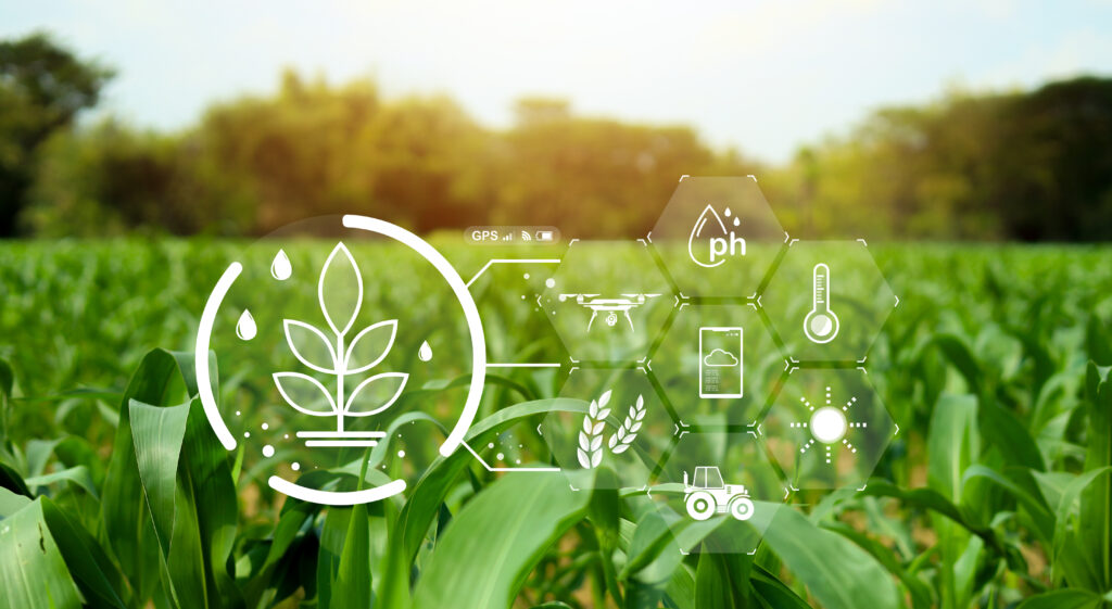 Smart agriculture concept with digital farming technology over green corn field. Precision agriculture system showing drone monitoring, soil pH analysis, climate data, irrigation and crop management.