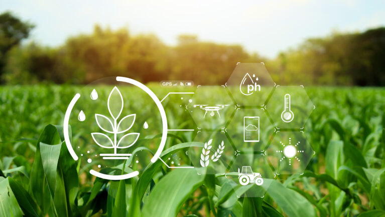 Smart agriculture concept with digital farming technology over green corn field. Precision agriculture system showing drone monitoring, soil pH analysis, climate data, irrigation and crop management.