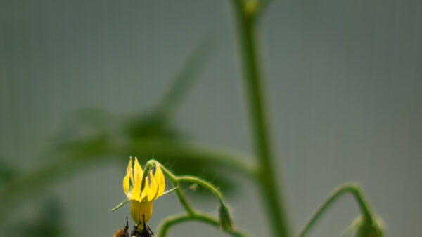 Bee pollination on yellow tomato flower in greenhouse garden