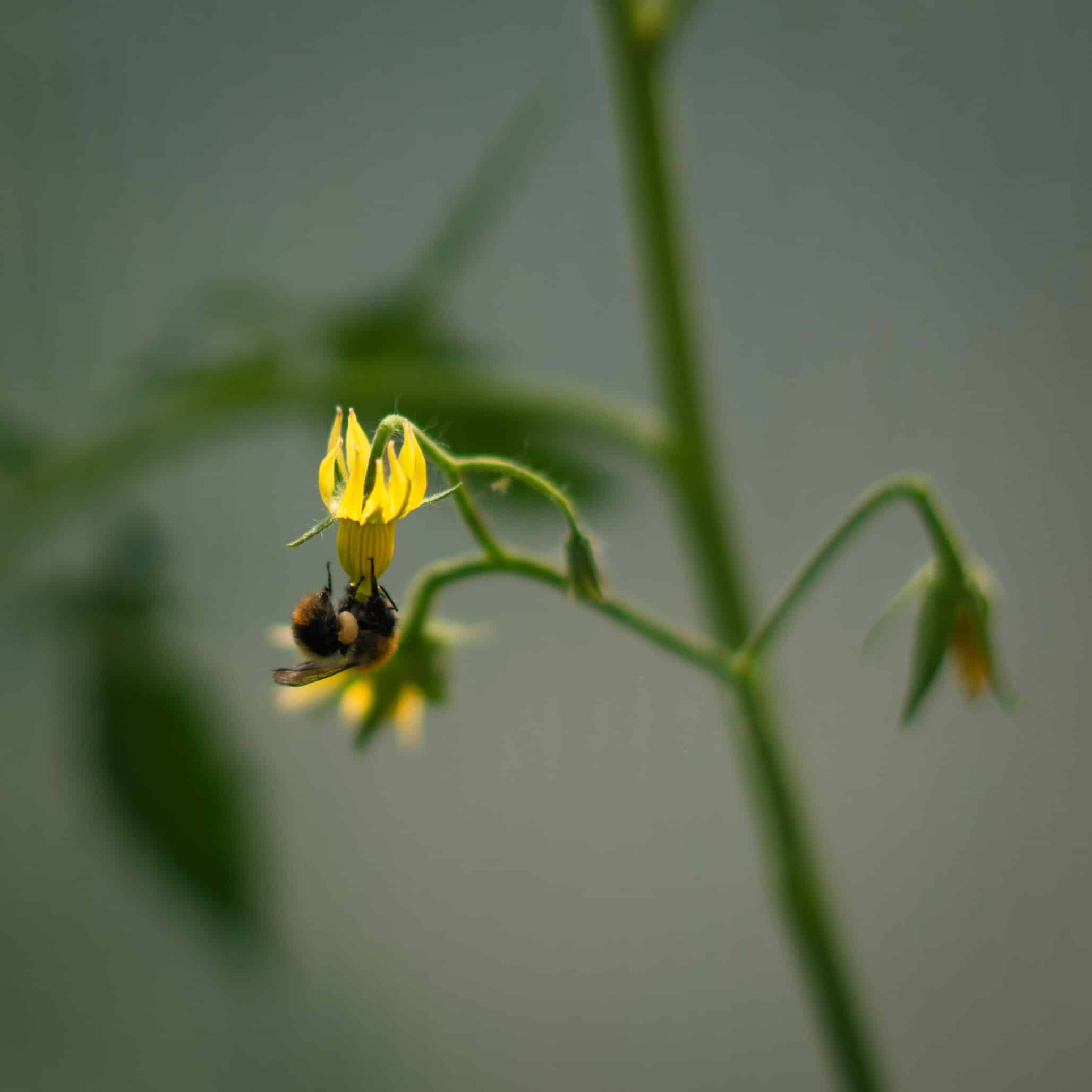 Precision Pollination Could Improve Fruit Crops