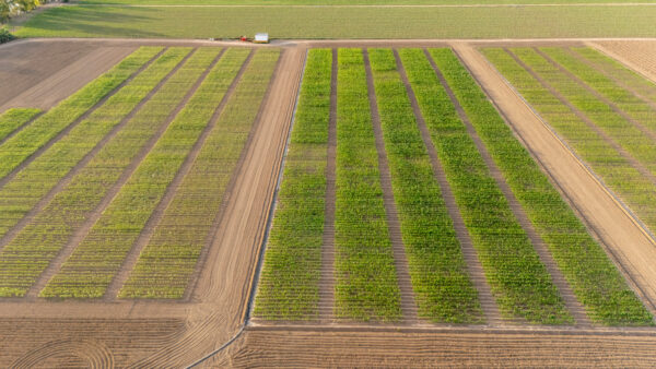 Agricultural research farm showing diverse crop trials
