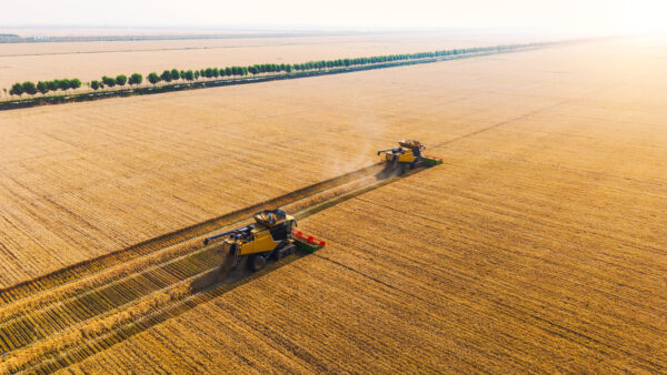 Drone shot of a tractor spraying in lush green wheat fields under the bright sun, showcasing modern agriculture