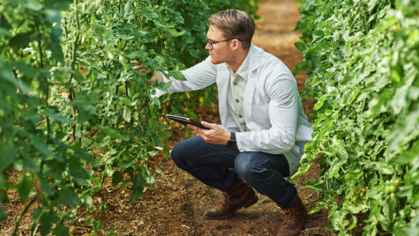 Researcher examining tomatoes, peppers or other vegetable crops in a greenhouse or field trial.