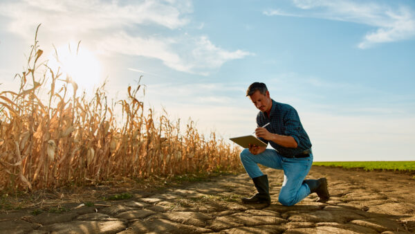 Farmer analyzing dry soil and damaged corn crop in a parched field using digital tablet, facing climate change challenges
