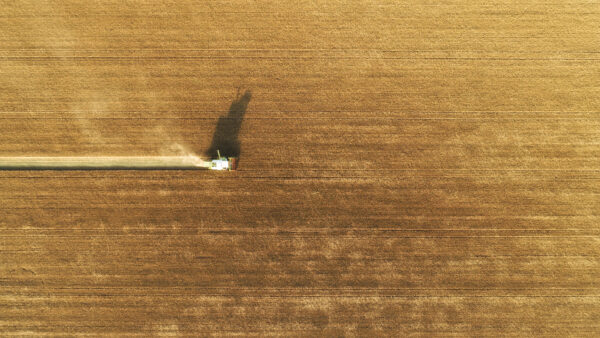 Aerial view on combine harvester gathers the wheat at sunset. Harvesting grain field, crop season. Top down view on harvester in the partly harvested field, diagonal composition.Summer, Europe