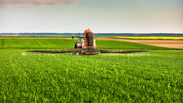 Agricultural tractor spraying green wheat field, applying fertilizer for crop growth