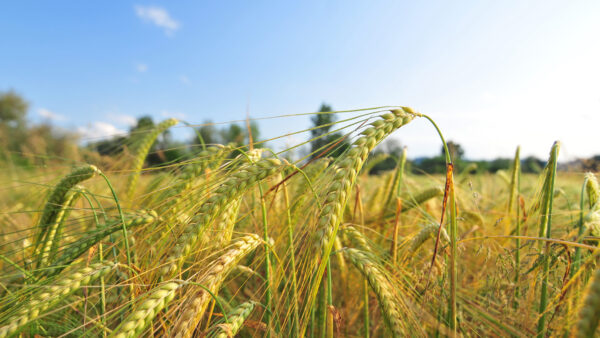 Field of barley