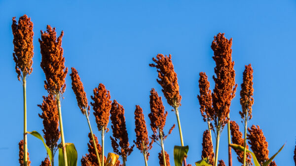Low angle view of ripe red sorghum panicles growing in an agricultural field against a clear blue sky background. Cultivated grain crop plantation during harvest season in ... See More
