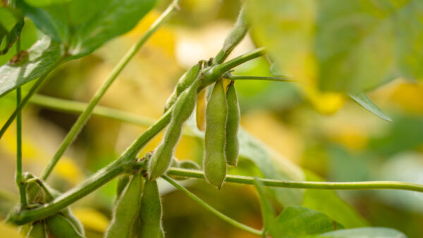 Green Soybean Pods Attached to Plant Stem In Field